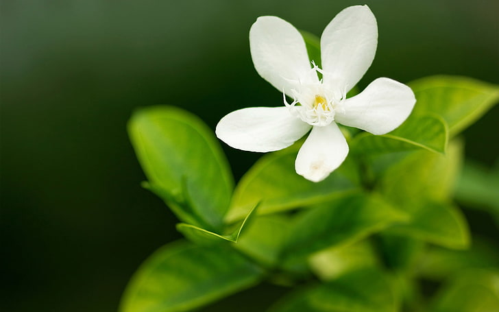 white Citrus flower, greens, macro, flowers, nature, focus, petals