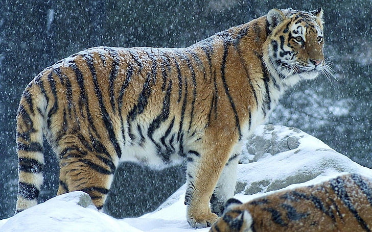 brown and black tiger, animals, snow, animal themes, winter, animal wildlife