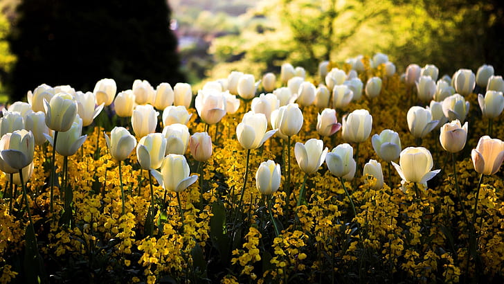 Spring, park, white tulip flowers