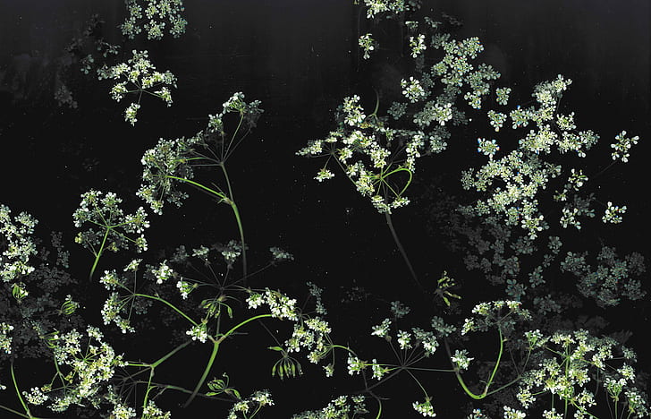 dark, floral, flowers, macro, HD wallpaper