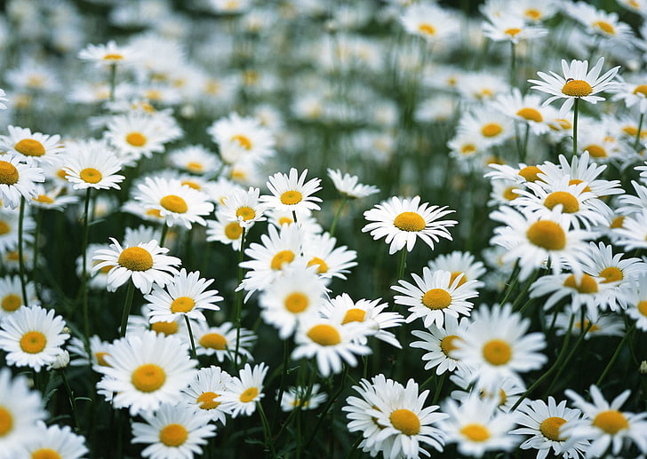 bed of common daisy flowers, field, summer, chamomile, nature