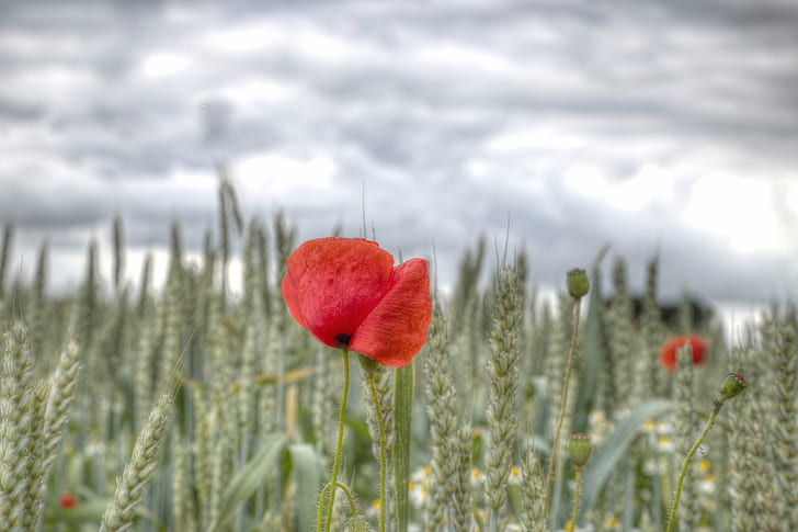 selective focus of red petaled flower, One, poppy, Sky, nature, HD wallpaper