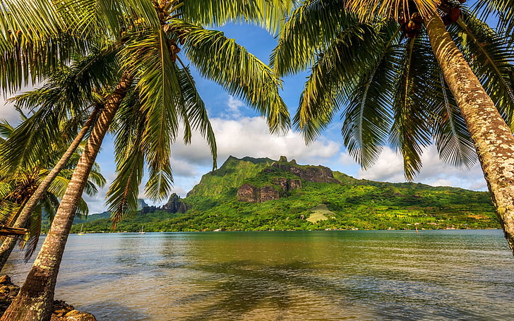 nature, landscape, clouds, sky, island, Bora Bora, palm trees