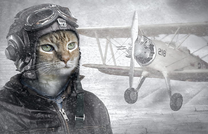 cat, helmet, pilot, the plane, HD wallpaper