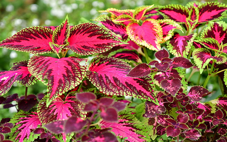 Coleus Flowers With Colored Leaves Ornamental Plants Part Of My Garden Photo 3840×2400