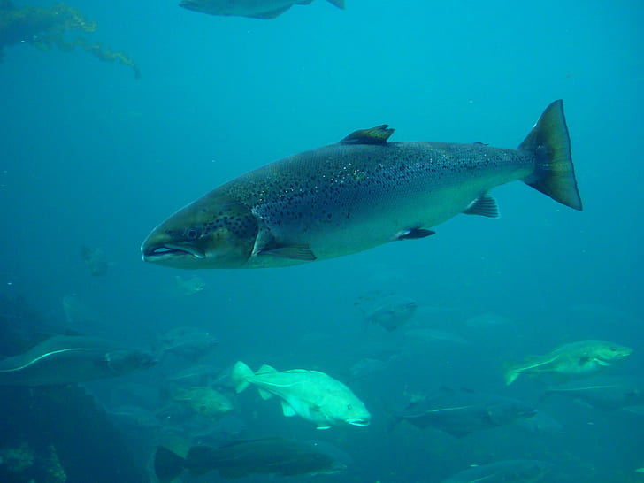 Salmon Fish Underwater Photos, fishes, HD wallpaper