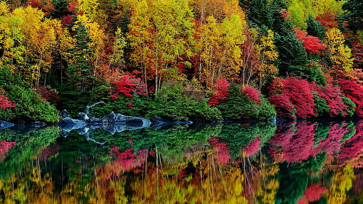 reflection, autumn, leaves, water, vegetation, forest, lake, HD wallpaper