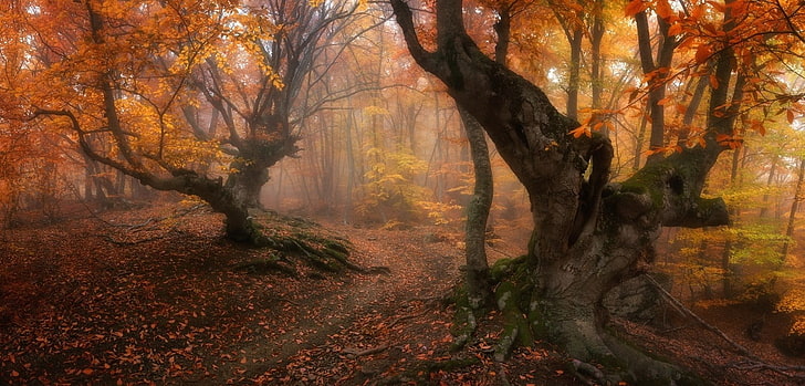 orange leaf tree, forest, magic, fall, trees, leaves, mist, path