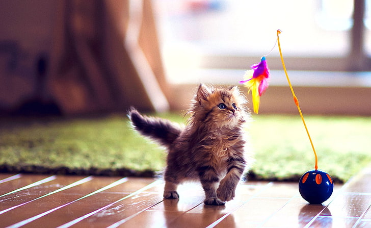 Cute Kitten Playing, brown tabby kitten, mammal, domestic, animal themes, HD wallpaper