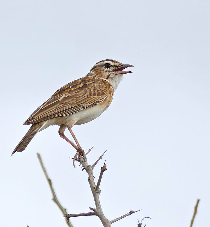 brown bird perching on branch during daytime, lark, lark, Sabota Lark