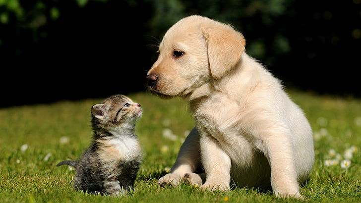 cute, puppy, kitty, kitten, cat, dog breed, labrador retriever, HD wallpaper