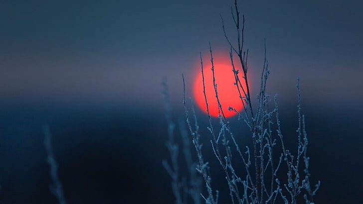 close-up photo of plant, shallow focus of grey twigs and sunset, HD wallpaper