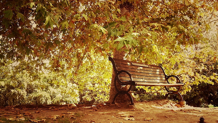 brown wooden bench, photo of brown wooden bench near tree, fall