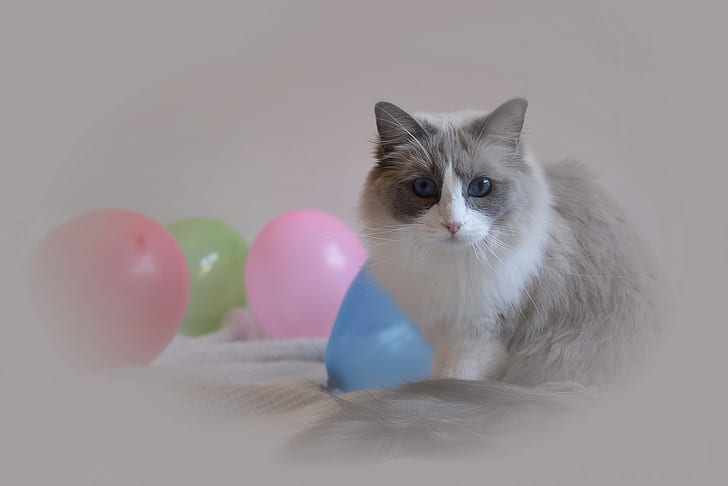 cat, animals, balloon, blue eyes, HD wallpaper