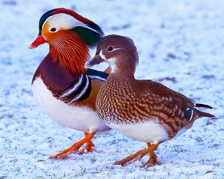 Birds, Mandarin Duck, Animal, Colorful
