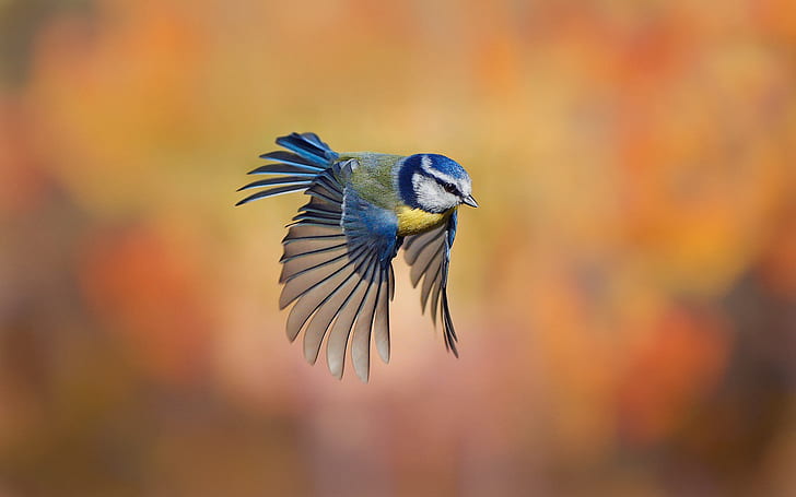 Bird close-up, chickadee flying, blur background