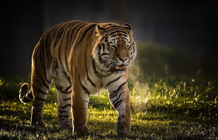 tiger, background, predator, wild cat, handsome, animal themes, HD wallpaper