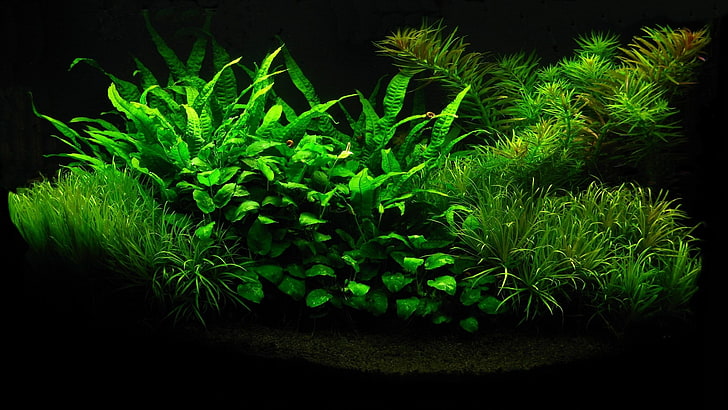 HD wallpaper: aquarium, green color, plant, growth, black background,  nature | Wallpaper Flare