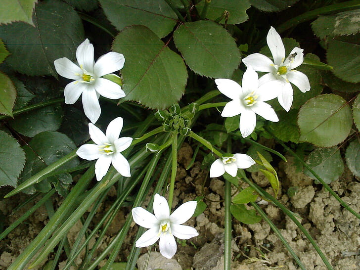 My Backyard, 6 white full bloomed flowers, sweet, pretty, 3d and abstract