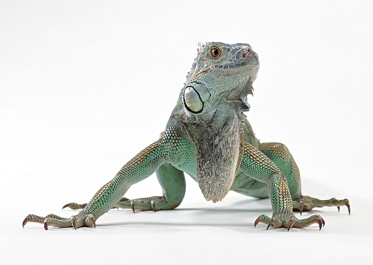 teal and gray iguana, lizard, color, reptile, animal, dragon, HD wallpaper