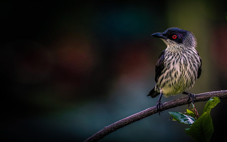 bird 4k download backgrounds for pc, animal wildlife, vertebrate, HD wallpaper