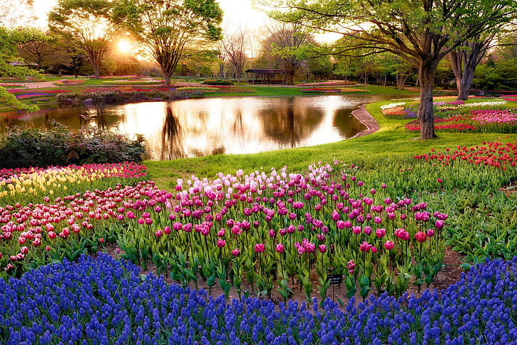 japan, tokyo, morning, sun, rays, sunrise, park, pond, trees, flowers, muscari, blue, tulips, colorful