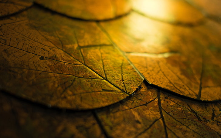 brown leaves, close-up photo of brown leaves, fall, cork, wood, HD wallpaper