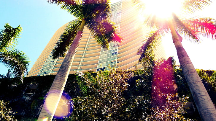 palm tree, Miami, palm trees, Florida, low angle view, plant, HD wallpaper