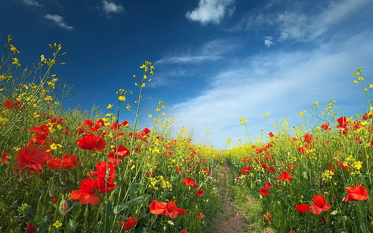 red Papaver rhoeas flower field during daytime nature photography, HD wallpaper