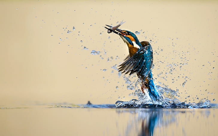 Kingfisher beautiful dance, water, splash, catch fish, HD wallpaper