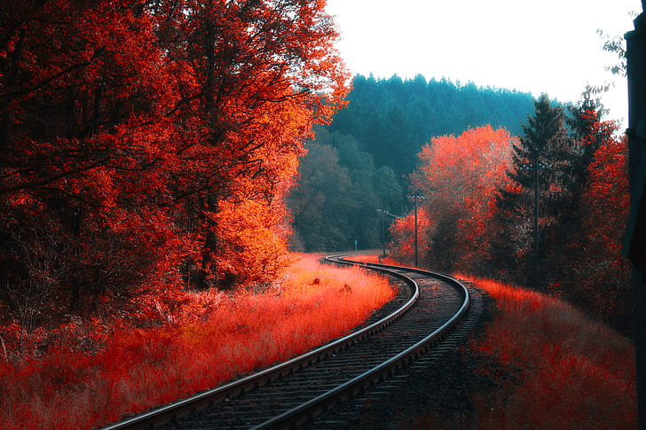 landscape, forest, trees, fall, railway, colorful, leaves