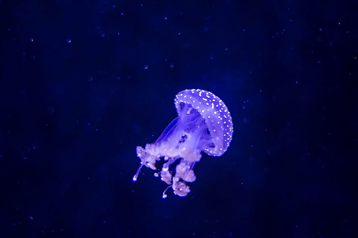 jellyfish with blue background photo, diergaarde  blijdorp, rotterdam