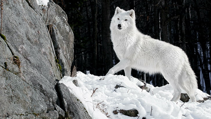 wildlife, alaskan tundra wolf, mammal, white wolf, canis lupus tundrarum, HD wallpaper