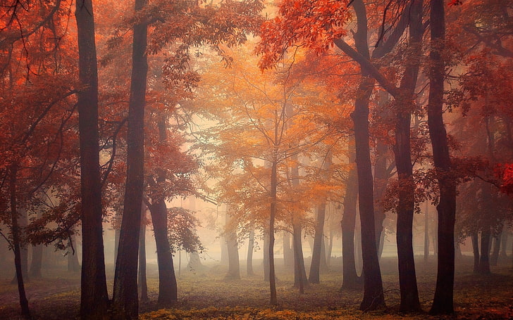 brown leafed trees, nature, landscape, mist, fall, leaves, red, HD wallpaper
