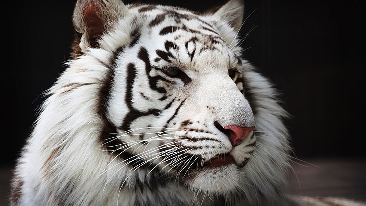 white tiger, white tigers, animals, animal themes, one animal, HD wallpaper