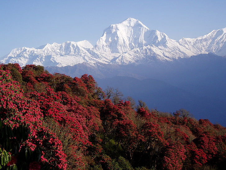 Hd Wallpaper Sunrise Annapurna Massif Himalayas Minimal Mountains