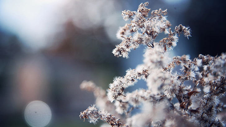 blossom, plant, beauty in nature, fragility, snow, winter, flower, HD wallpaper