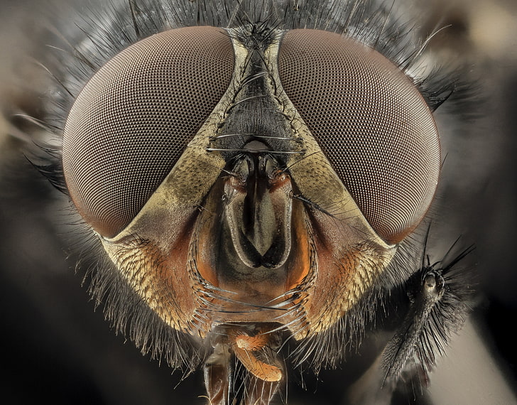 macro photography of black fly, insect, closeup, bees, animal body part, HD wallpaper
