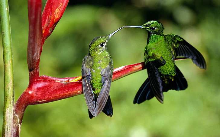 green and red bird figurine, hummingbirds, animals, animal wildlife