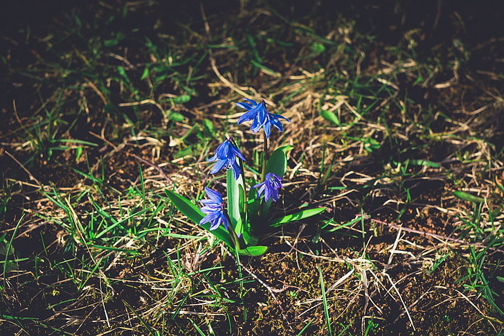 blue petaled flowers, spring, grass, Latvia, Riga, nature, plants, HD wallpaper