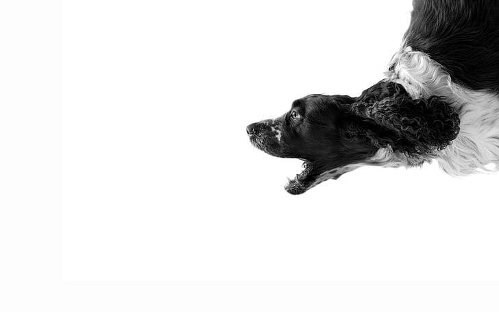 monochrome, animals, dog, simple background, HD wallpaper