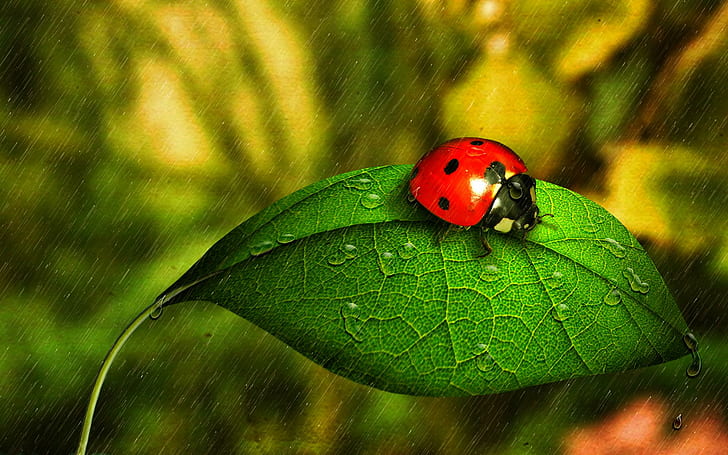 Ladybug In The Rain, nature, water, rainy, leaf, drops, cute, HD wallpaper