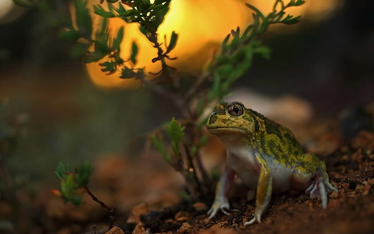 animals toad, animal themes, animal wildlife, one animal, animals in the wild, HD wallpaper