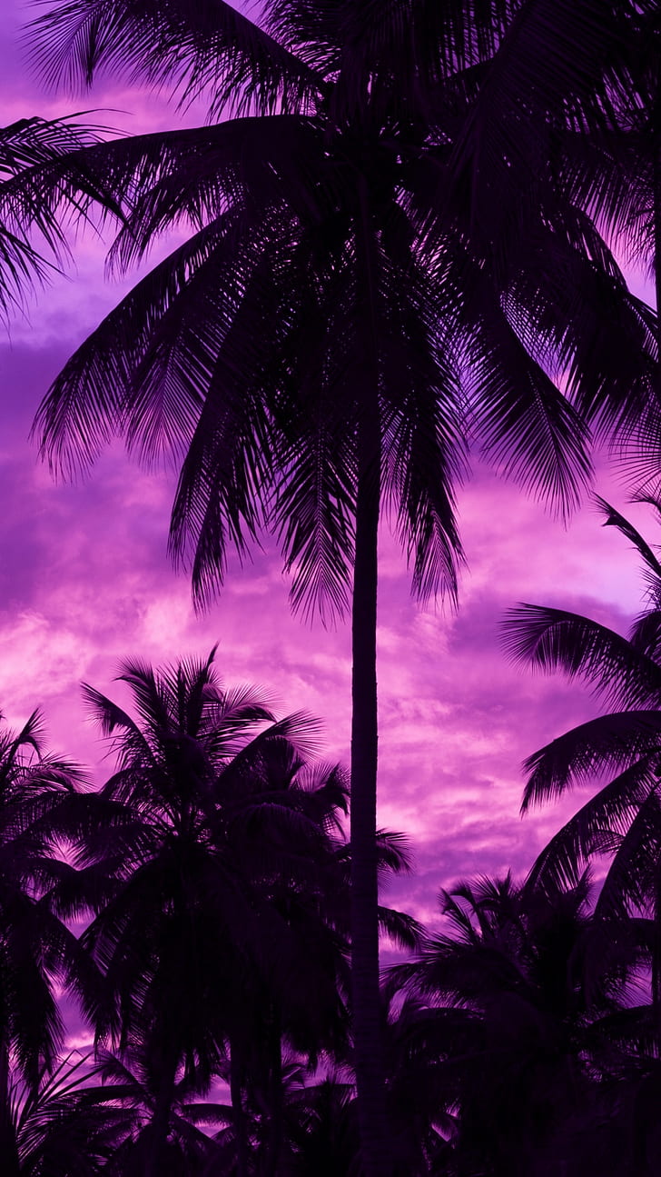 Hd Wallpaper Purple Background Palm Trees Outdoors Dark Sky