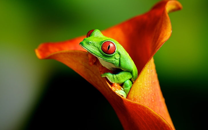 green red-eye frog, animals, flowers, amphibian, Red-Eyed Tree Frogs