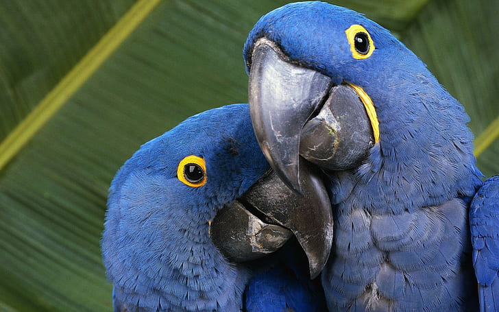 macaws, animals, nature, parrot, birds