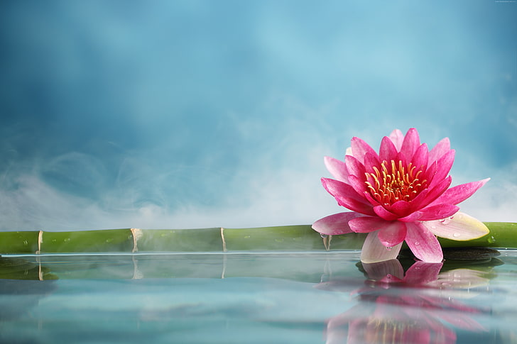 flower, water, lotus, bamboo, 5k, HD wallpaper