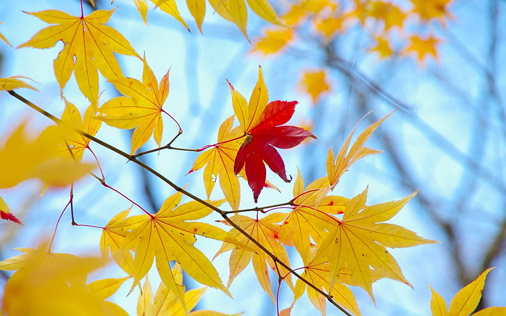 yellow and red leaves, autumn, macro, background, tree, Wallpaper