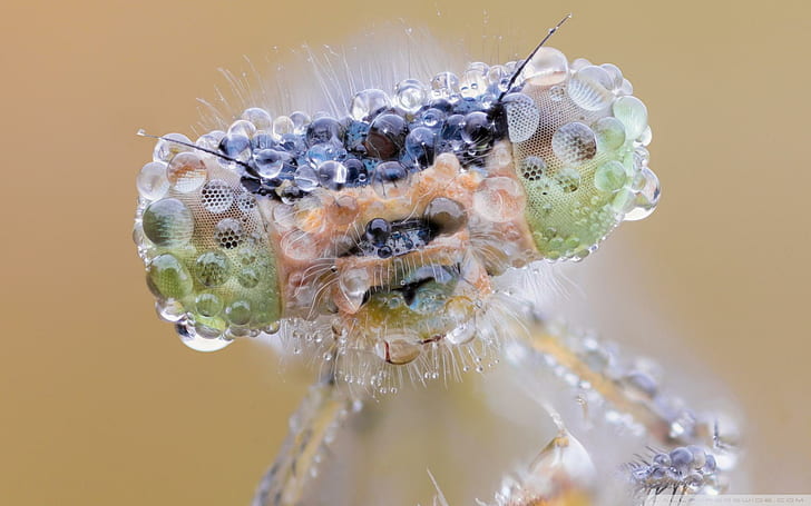 Dew-eyed Dragonfly, macro photography of damselfly face, closeup