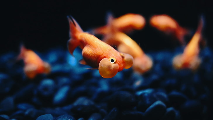 HD wallpaper: orange fish, Bubble Eye, goldfish, animals, animal themes,  water | Wallpaper Flare